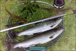 Border Esk Sea Trout