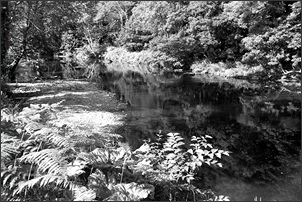 Salmon and Sea trout fishing on the River Coquet