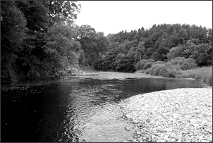Sea trout fishing on the River Liddel