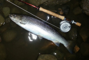 Tyne Sea Trout